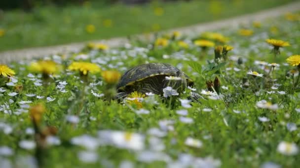 Żółw suwakowy o czerwonych uszach czołga się po trawie — Wideo stockowe