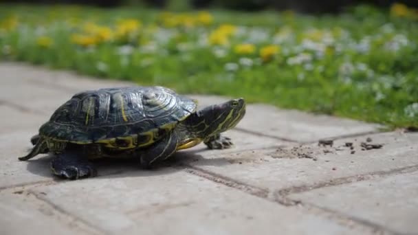 Żółw suwakowy o czerwonych uszach czołga się po trawie — Wideo stockowe