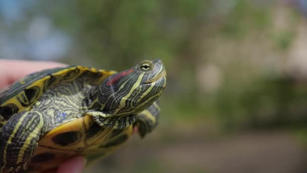 Close up shot of Red-eared slider resting in a pond at Oklahoma — Stok Video