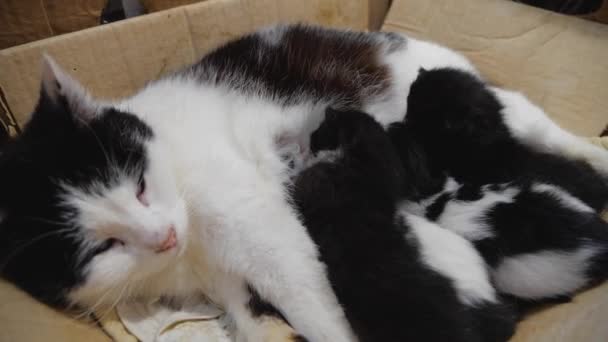 Breast-feeding of newborn kittens. A newborn kitten sucks on a cats breast. Kitten close up. Newborn kittens drink their mothers milk against white background. — ストック動画