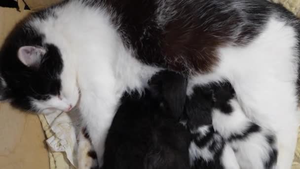 Amning av nyfödda kattungar. En nyfödd kattunge suger på ett kattbröst. Kattungen på nära håll. Nyfödda kattungar dricker sin mamma mjölk mot vit bakgrund. — Stockvideo