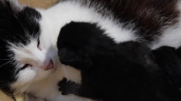 Breast-feeding of newborn kittens. A newborn kitten sucks on a cats breast. Kitten close up. Newborn kittens drink their mothers milk against white background. — Video