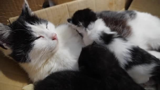Breast-feeding of newborn kittens. A newborn kitten sucks on a cats breast. Kitten close up. Newborn kittens drink their mothers milk against white background. — Video