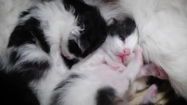 Újszülött kiscicák szoptatása. Egy újszülött cica szopja a cicamellet. Cica közelről. Az újszülött kiscicák tejet isznak fehér háttér mellett.. — Stock videók