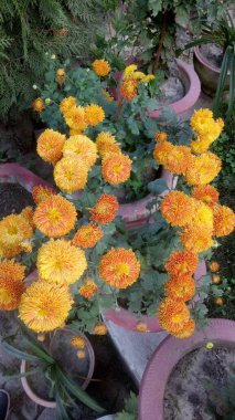 Bahçedeki güzel Marigold çiçeğine (Tagetes erecta, Meksika, Aztek veya Afrika kadife çiçeğine) yakın dur.