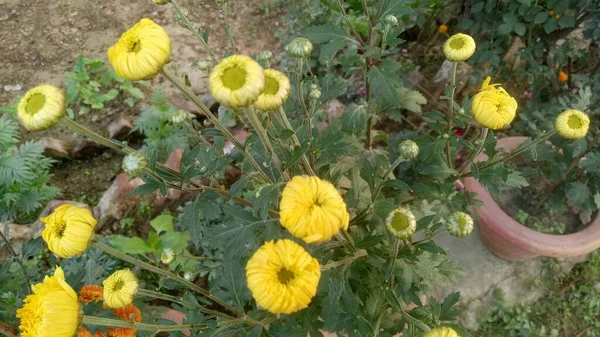 Bahçedeki güzel Marigold çiçeğine (Tagetes erecta, Meksika, Aztek veya Afrika kadife çiçeğine) yakın dur.