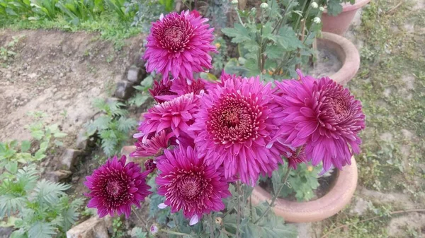 Des Fleurs Chrysanthème Lilas Fleurissent Dans Jardin — Photo