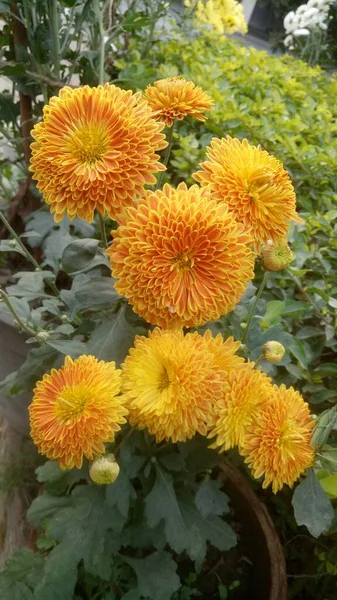 Κοντινό Πλάνο Του Όμορφου Λουλουδιού Marigold Tagetes Erecta Mexican Aztec — Φωτογραφία Αρχείου