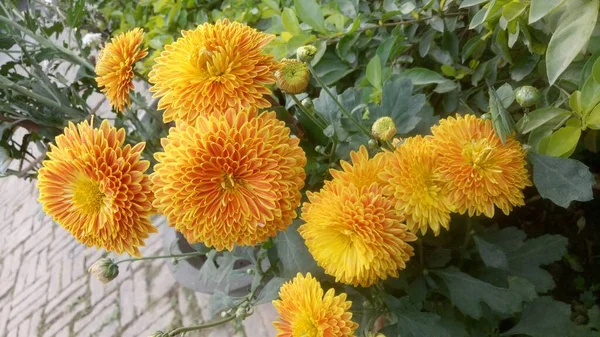 Gros Plan Belle Fleur Souci Tagetes Erecta Mexicaine Aztèque Africaine — Photo