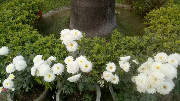Die Schönen Weißen Und Gelben Ringelblumen Blühen Auf Dem Land — Stockfoto