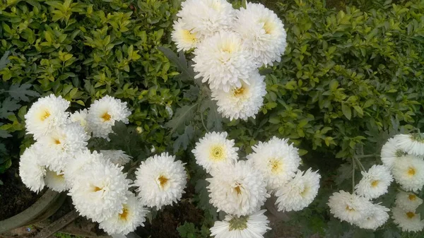 Bela Flor Marigolds Branco Amarelo Marigolds Flor Feild Campo Tailândia — Fotografia de Stock