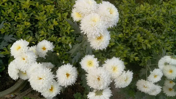 Bella Bianco Giallo Calendule Fiore Calendule Fiore Feild Campagna Thailandia — Foto Stock