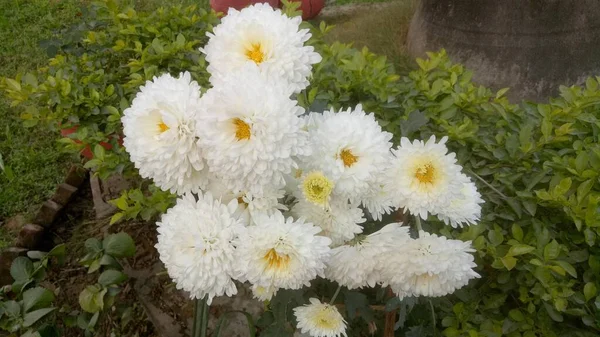 Όμορφο Λευκό Και Κίτρινο Λουλούδι Marigolds Marigolds Λουλούδι Feild Στην — Φωτογραφία Αρχείου