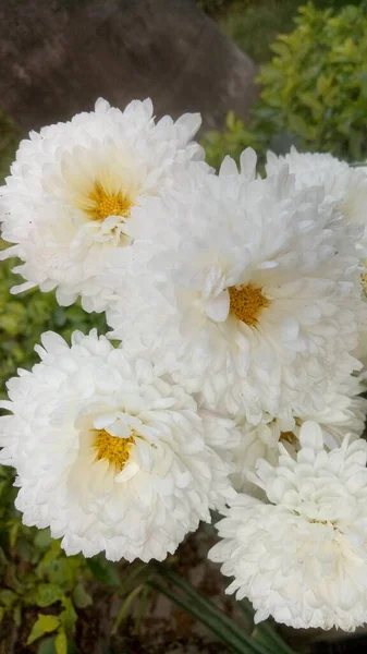 Die Schönen Weißen Und Gelben Ringelblumen Blühen Auf Dem Land — Stockfoto