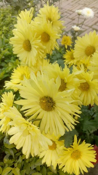 Όμορφο Λευκό Και Κίτρινο Λουλούδι Marigolds Marigolds Λουλούδι Feild Στην — Φωτογραφία Αρχείου