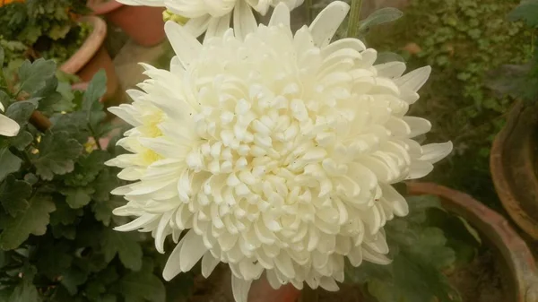 Beautiful White Yellow Marigolds Flower Marigolds Flower Feild Countryside Thailand — Stock Photo, Image