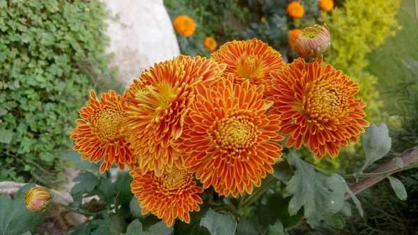 Primo Piano Del Bellissimo Fiore Calendula Tagetes Erecta Messicano Azteco — Foto Stock