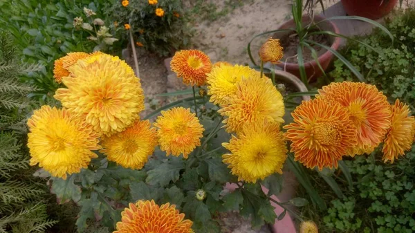 Close Bela Flor Calêndula Tagetes Erecta Mexicana Asteca Africana Calêndula — Fotografia de Stock