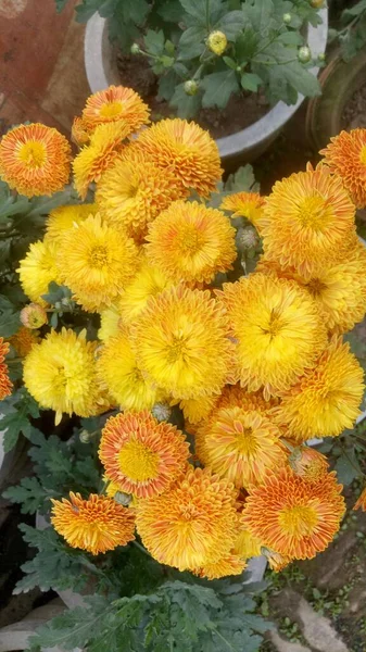 庭の美しいマリーゴールドの花 Tagetes Erecta Mexican Aztec African Marigold の終わり — ストック写真
