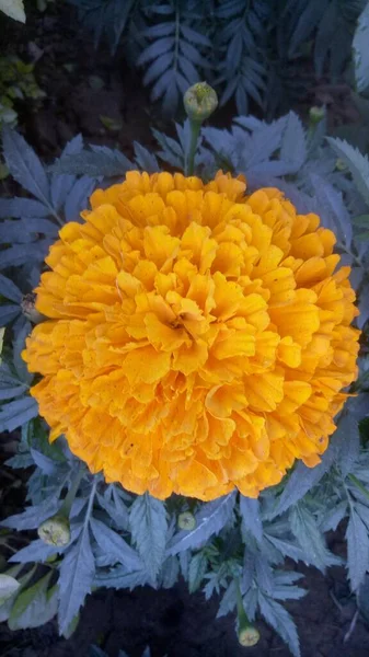 Κοντινό Πλάνο Του Όμορφου Λουλουδιού Marigold Tagetes Erecta Mexican Aztec — Φωτογραφία Αρχείου