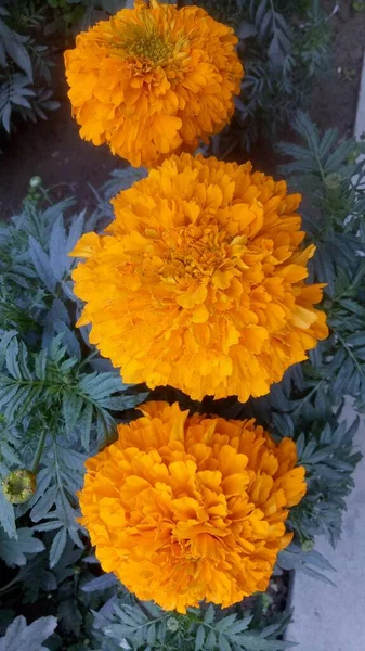 Close Bela Flor Calêndula Tagetes Erecta Mexicana Asteca Africana Calêndula — Fotografia de Stock