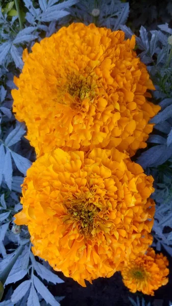 庭の美しいマリーゴールドの花 Tagetes Erecta Mexican Aztec African Marigold の終わり — ストック写真