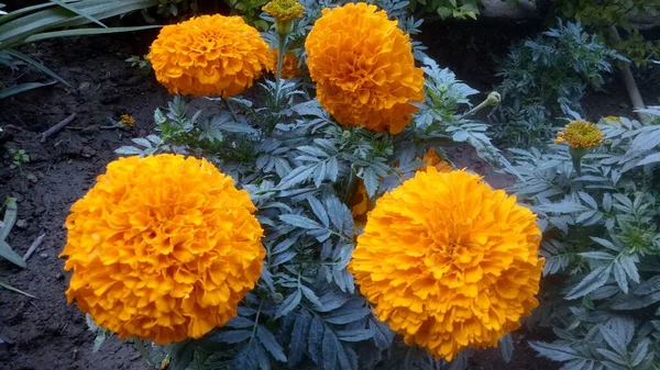 Close Bela Flor Calêndula Tagetes Erecta Mexicana Asteca Africana Calêndula — Fotografia de Stock