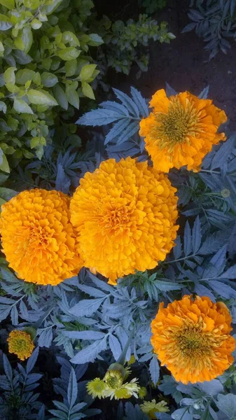 庭の美しいマリーゴールドの花 Tagetes Erecta Mexican Aztec African Marigold の終わり — ストック写真