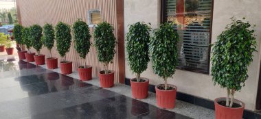 Yol boyunca ağaçlar için saksıda saksılar..