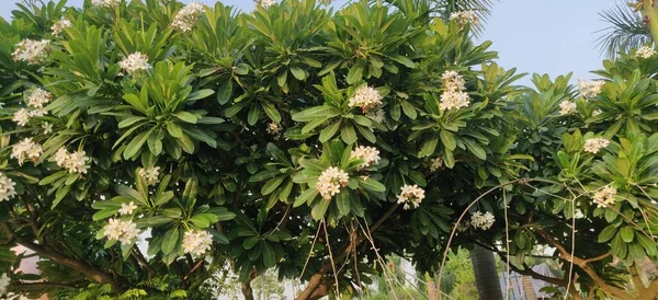 Plumeria Obtuse Champa Plumeria Obtusa Plumeria Obtusa Λουλούδι Νεκροταφείου Της — Φωτογραφία Αρχείου