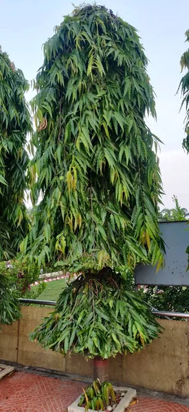 Ashoka Tree Isolated Light Blue Sky Background Scientific Name Saraca — 스톡 사진