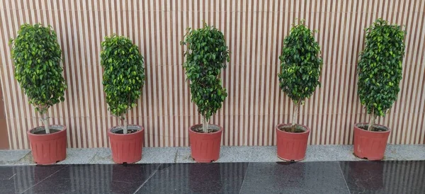 Potted Plants Pathway Small Pot Trees — 图库照片