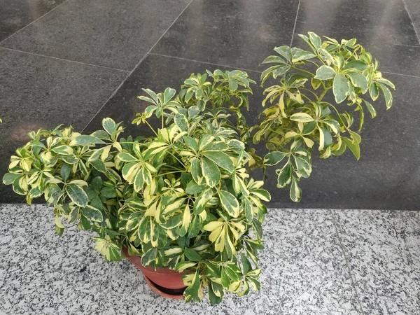 Schefflera Arboricola Dwarf Umbrella Shrubs Walisongo Bahasa Stok Gambar Bebas Royalti