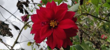 Bahçedeki kırmızı çiçekler