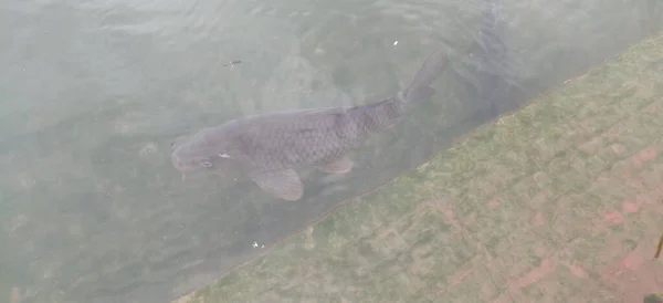 Poisson Tilapia Dans Lac Pour Attendre Nourriture Avec Beauté Naturelle — Photo