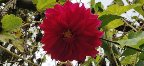 Hermosa Flor Roja Jardín — Foto de Stock