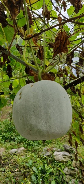 Japanese Green Melons Cantaloupe Plants Growing Organic Farm Watermelon Tree — Stock fotografie