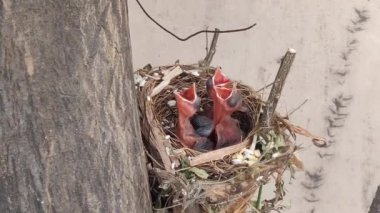 Baby birds are waiting for their mother bird for feeding in the bird's nest.