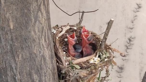 Baby Birds Waiting Mother Bird Feeding Bird Nest — Video
