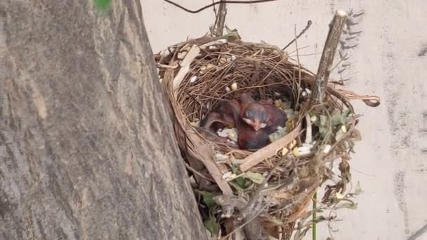Baby Birds Waiting Mother Bird Feeding — Stock Video