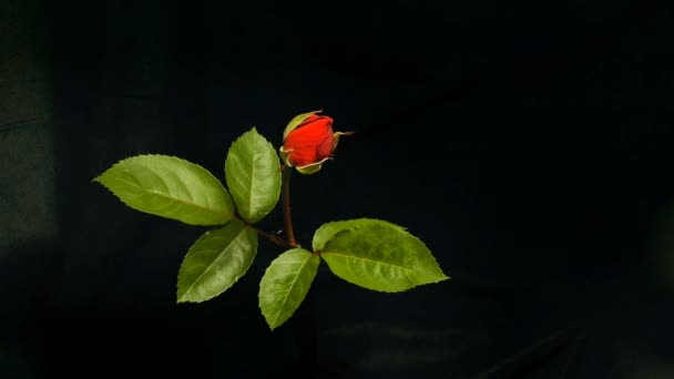 Прекрасне Відкриття Червоної Троянди Ізольовано Чорному Тлі Квітуча Червона Троянда — стокове відео