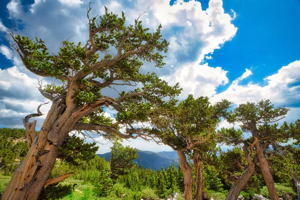 Colorado Bristlecone Pine Sent Eftermiddagen Timberline Högplatsträd — Stockfoto