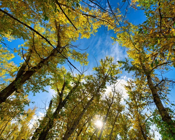 Colorado Aspens Hösten Underifrån — Stockfoto