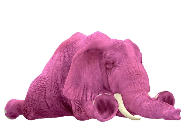 Proszę Niech Śpiące Różowe Słonie Leżą Zazwyczaj Mają Kaca — Zdjęcie stockowe