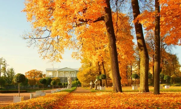 Mañana Otoño Paseo Por Parque Catherine Tsarskoe Selo — Foto de Stock