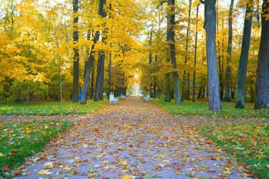 Sonbahar sabahı ve Tsarskoe Selo 'daki Catherine Park' ta yürüyüş.