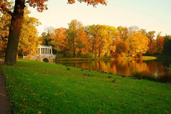 Autumn Morning Walk Catherine Park Tsarskoe Selo Marble Bridge — Stock Photo, Image