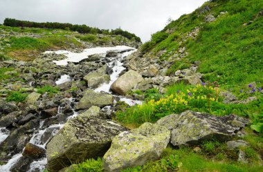 Buryatia 'da büyüleyici yaz yürüyüşü, çiçekler vadisi.