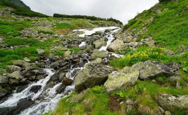 Buryatia 'da büyüleyici yaz yürüyüşü, çiçekler vadisi.