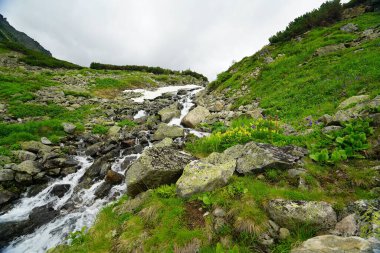 Buryatia 'da büyüleyici yaz yürüyüşü, çiçekler vadisi.